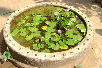 Pot pour mini bassin aquatique